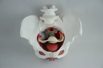 Female Pelvis with Removable Organs anatomy skull skeleton anatomical brain model mixer in trauma for sale esqueleto anatomia
Female Pelvis with Removable Organs anatomy skull skeleton anatomical brain model mixer in trauma for sale esqueleto anatomia