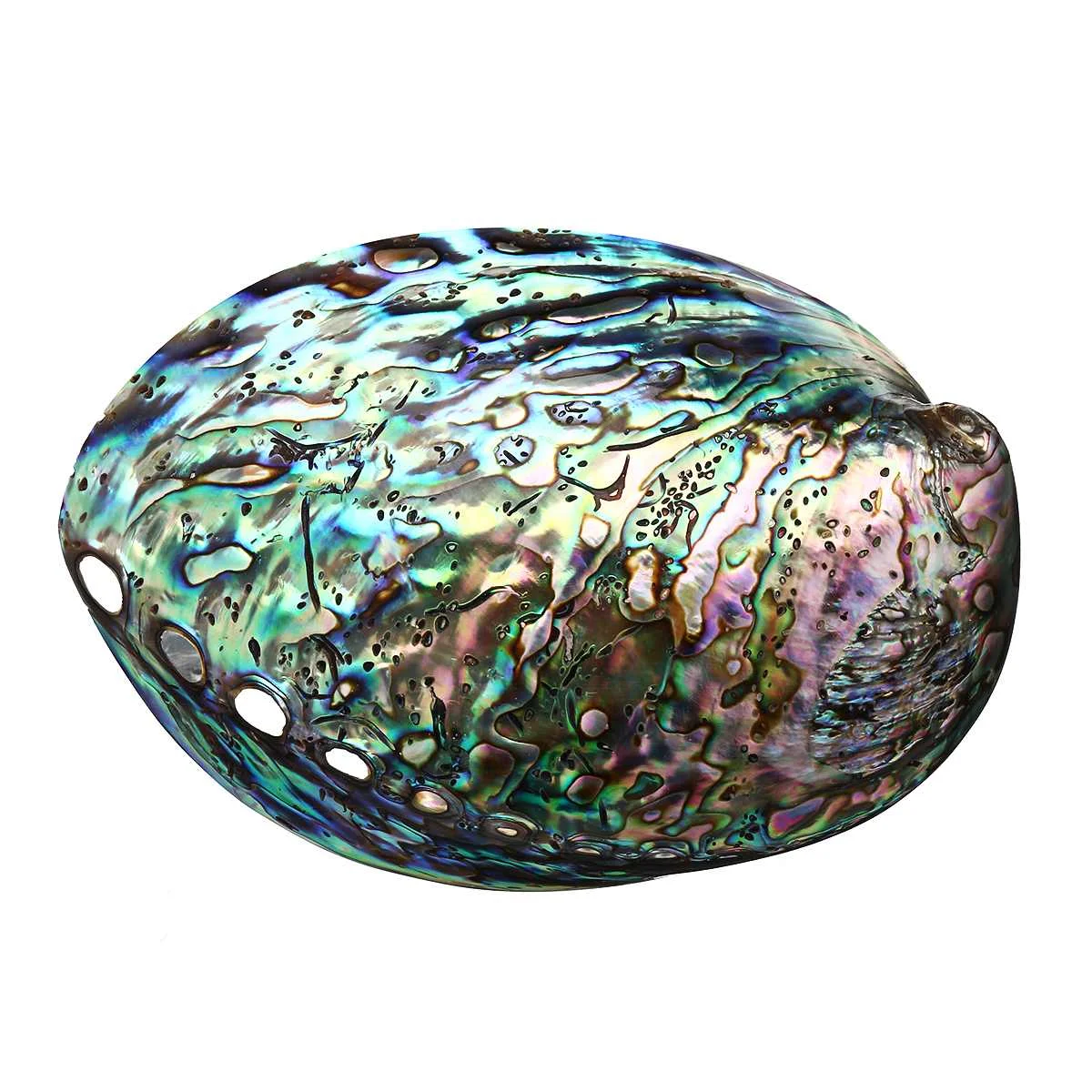 

10-12cm Natural Oyster Paua Abalone Shell Colorful Mother of Pearl Shell DIY Handmade Seashell Conch Home Decoration 2019 New