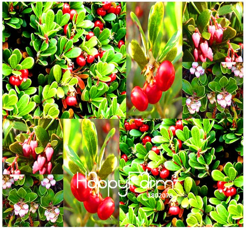 100 PCS Big Promotion! BEARBERRY - Drought Tolerant & EXTREMELY Cold Tasty Great Garden Plant Fruits bonsai
100 PCS Big Promotion! BEARBERRY - Drought Tolerant & EXTREMELY Cold Tasty Great Garden Plant Fruits bonsai