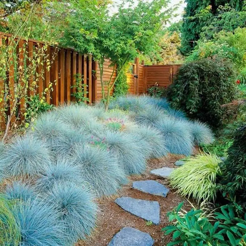 Bag seeds 50pcs natural grass carpet ornamental grass Potted plant blue fescue perennial
Bag seeds 50pcs natural grass carpet ornamental grass Potted plant blue fescue perennial