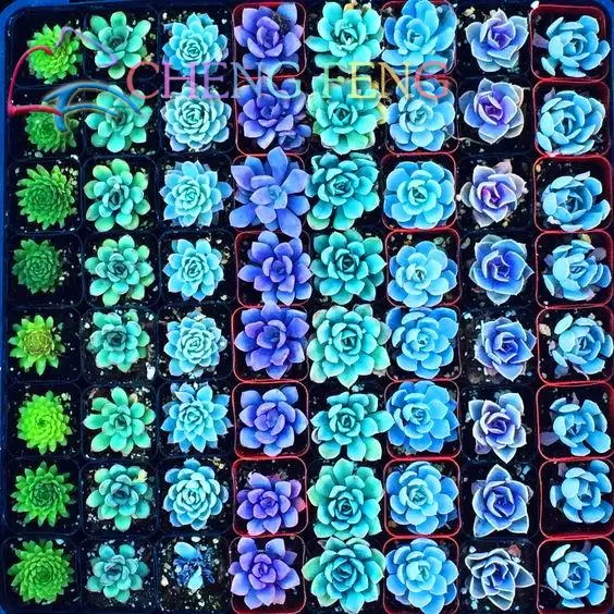 De Flores 200 Lithops bonsai Pseudotruncatella Succulents Raw Stone Cactus plants Stems Tetragonia Potted Flowers Flesh
De Flores 200 Lithops bonsai Pseudotruncatella Succulents Raw Stone Cactus plants Stems Tetragonia Potted Flowers Flesh