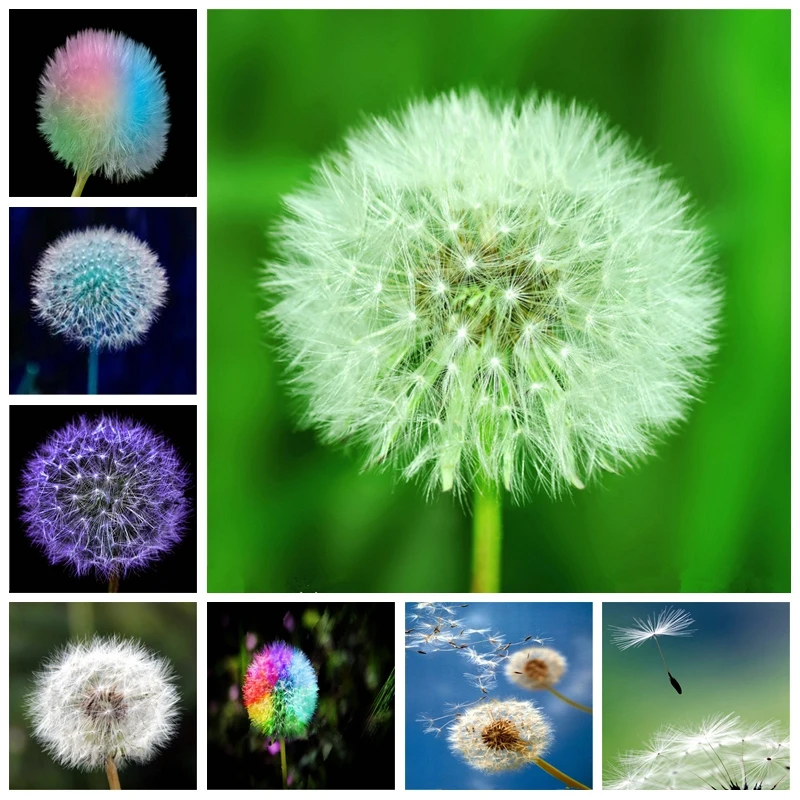 Taraxacum Mongolicum Flower Bonsai Dandelion Potted Charming Mongol Dandelion Herb Home Garden Supplies 100 Pcs(pu gong ying)
Taraxacum Mongolicum Flower Bonsai Dandelion Potted Charming Mongol Dandelion Herb Home Garden Supplies 100 Pcs(pu gong ying)