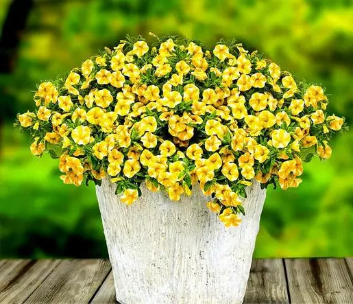 Lemon Slice Superbells Calibrachoa Petunia Annual Flower bonsai, Professional Pack, 100pcs / Pack E3302
Lemon Slice Superbells Calibrachoa Petunia Annual Flower bonsai, Professional Pack, 100pcs / Pack E3302