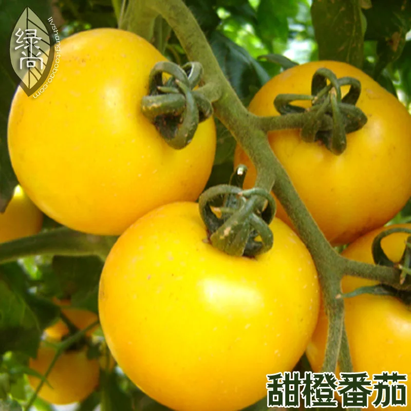 Sweet Orange Tomato Yellow Tomatoes 4 Seasons Sowing Garden Balcony Potted Fruits And Vegetables bonsais 200pcs
Sweet Orange Tomato Yellow Tomatoes 4 Seasons Sowing Garden Balcony Potted Fruits And Vegetables bonsais 200pcs