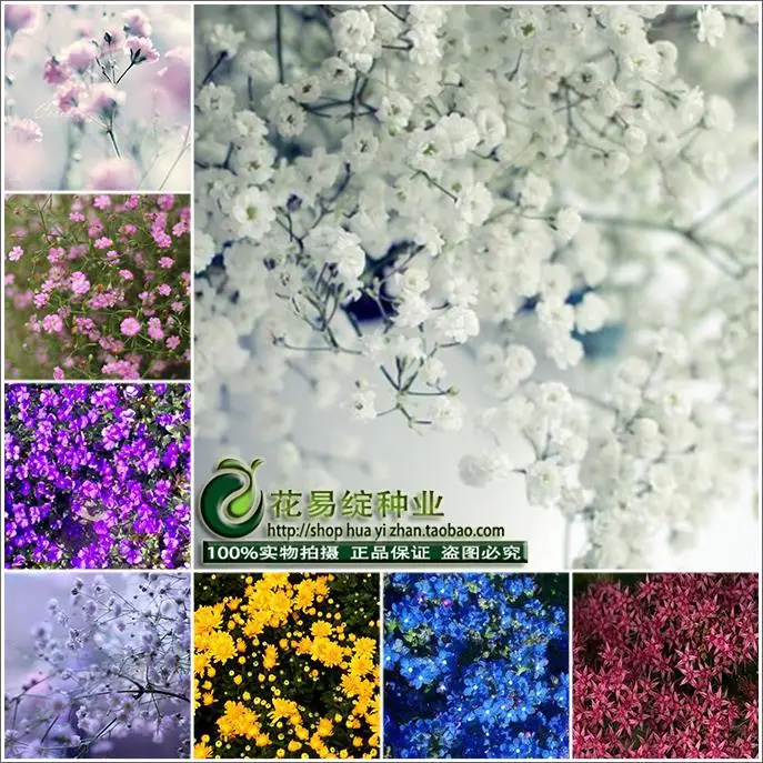 Starry flower bonsais in spring and winter seasons kinds of packages indoor potted plant bonsais easy to live 50pcs
Starry flower bonsais in spring and winter seasons kinds of packages indoor potted plant bonsais easy to live 50pcs