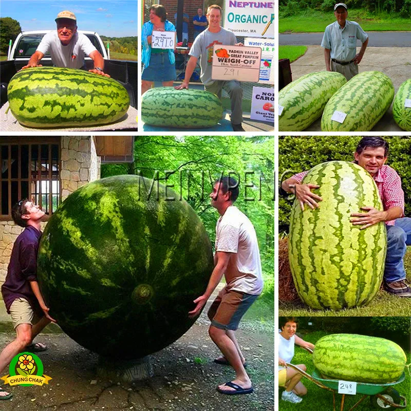Hot Sale!50 Pieces Giant Watermelon Bonsai Fruit Garden Planting Watermelon Plantas NON-GMO Edible Fruits,#ENTUTG
Hot Sale!50 Pieces Giant Watermelon Bonsai Fruit Garden Planting Watermelon Plantas NON-GMO Edible Fruits,#ENTUTG