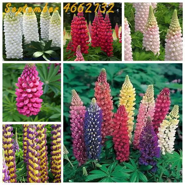 100 PCS Lupine Flowers Bonsai Garden Balcony Potted Four Seasons Easy To Plant Flowers Grass Bonsai Lupine Spring And Autumn
100 PCS Lupine Flowers Bonsai Garden Balcony Potted Four Seasons Easy To Plant Flowers Grass Bonsai Lupine Spring And Autumn
