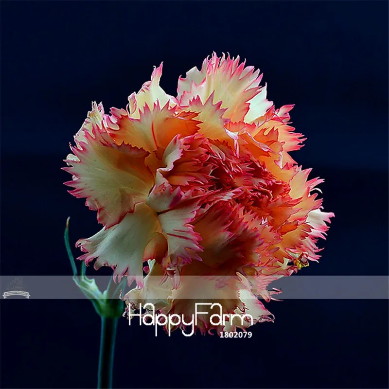 Big Sale!200 Pieces / pack, 23 Types Carnation Bonsai Dianthus Caryophyllus Rare Black Blue Colorful Purple,#7TOY41
Big Sale!200 Pieces / pack, 23 Types Carnation Bonsai Dianthus Caryophyllus Rare Black Blue Colorful Purple,#7TOY41