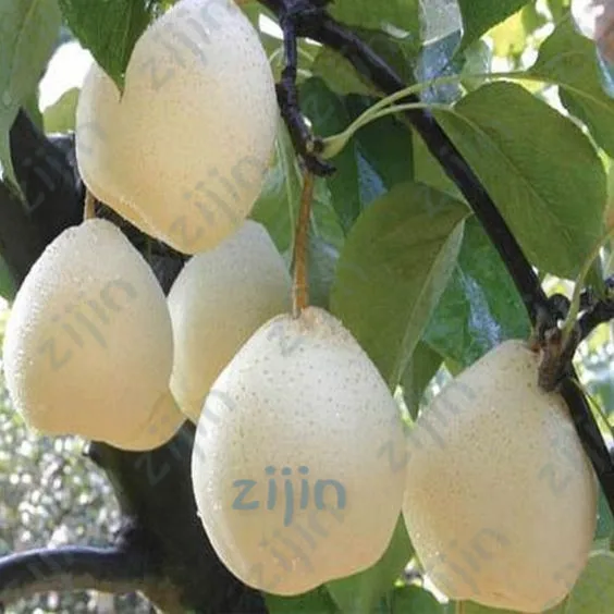 20Pcs Exotic Original Pear Bonsai Fruit Rare Garden Plant For Flower Pot Planters Bonsai Tree Quality Fruit Potted
20Pcs Exotic Original Pear Bonsai Fruit Rare Garden Plant For Flower Pot Planters Bonsai Tree Quality Fruit Potted