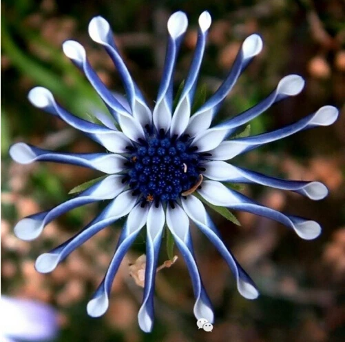 Hot Selling Multi-Color Available Rare Osteospermum Bonsai Potted Flowering Plants Daisy Bonsai 100pcs
Hot Selling Multi-Color Available Rare Osteospermum Bonsai Potted Flowering Plants Daisy Bonsai 100pcs