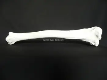 Human medical Brain Anatomical Human Tibia Bone Model surgical anatomical Anatomy traumatic pistols condoms instruments
Human medical Brain Anatomical Human Tibia Bone Model surgical anatomical Anatomy traumatic pistols condoms instruments