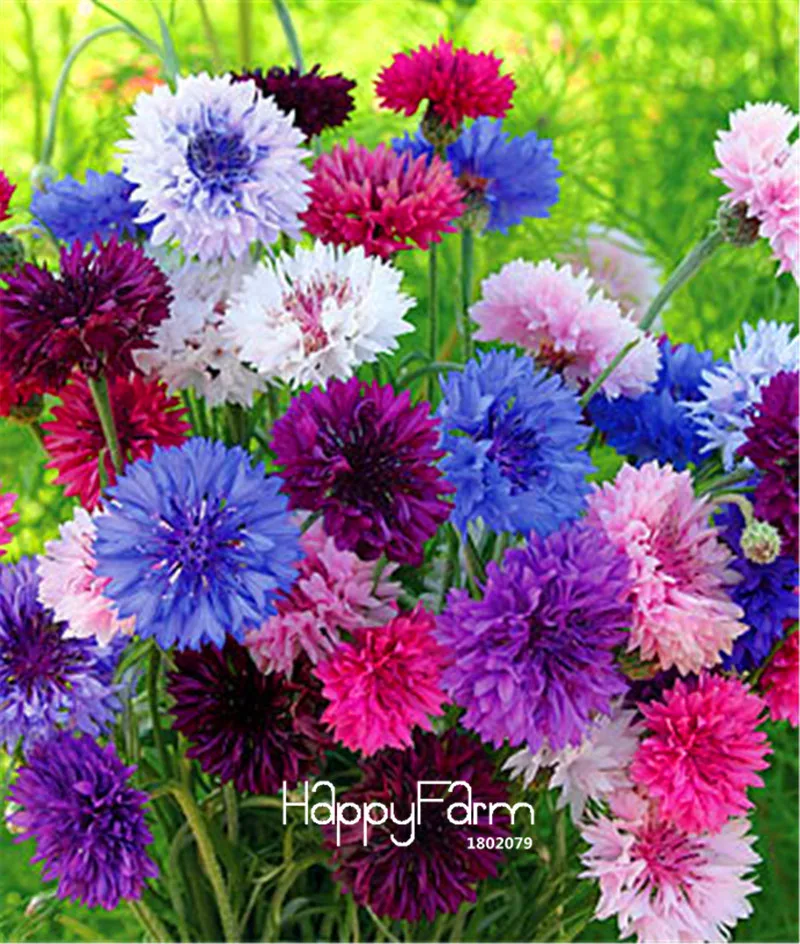 Genuine! 100pcs Fresh Cornflower Plants Bonsai Flower Plant Plantas for home garden,#SCW7KA
Genuine! 100pcs Fresh Cornflower Plants Bonsai Flower Plant Plantas for home garden,#SCW7KA