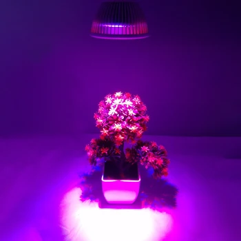 E27 12LEDs Full Spectrum 220V LED Plant Grow Light Bulb Fitolampy Phyto Lamp Indoor Garden Plants Flower Hydroponics Grow Tent 
E27 12LEDs Full Spectrum 220V LED Plant Grow Light Bulb Fitolampy Phyto Lamp Indoor Garden Plants Flower Hydroponics Grow Tent