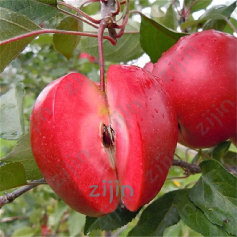 Apple red apple fruit love red meat, potted fruit trees can be bonsai plants fruit trees 20pcs/Pack
Apple red apple fruit love red meat, potted fruit trees can be bonsai plants fruit trees 20pcs/Pack