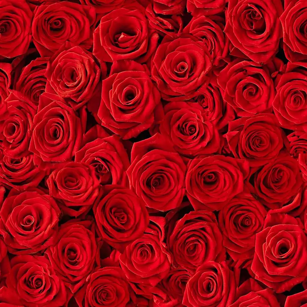 red rose flowers photography backdrop wedding party background for photo studio dn142-5X5FT
red rose flowers photography backdrop wedding party background for photo studio dn142-5X5FT