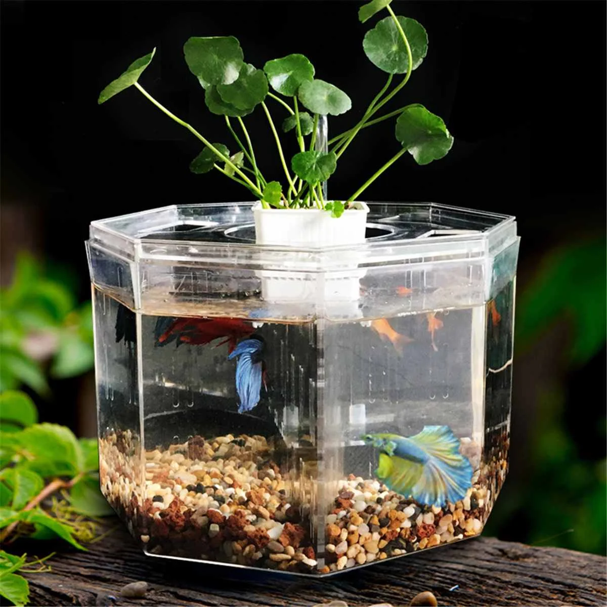 Four Grid Free Water Change Betta Fish Tank Acrylic Mini Fish Tank With Water Pump Basket Isolation Board
Four Grid Free Water Change Betta Fish Tank Acrylic Mini Fish Tank With Water Pump Basket Isolation Board