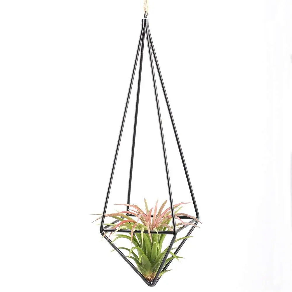 Modern Rustic Art Style Freestanding Hanging iron Tillandsia Air Plant Rack Holder Black 10.2 Inches Height Quadrilateral
Modern Rustic Art Style Freestanding Hanging iron Tillandsia Air Plant Rack Holder Black 10.2 Inches Height Quadrilateral