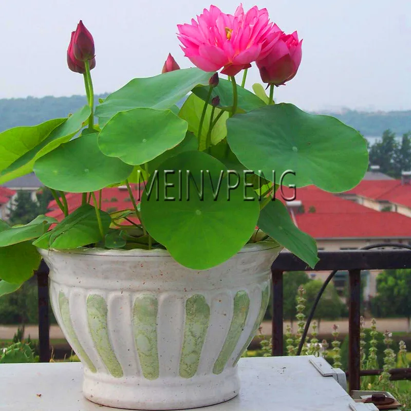Loss Promotion!5pcs/bag Lotus Flower lotus Bonsai Aquatic Plants Bowl lotus Water Lily Garden Flower Plantas Perennial Plant fo
Loss Promotion!5pcs/bag Lotus Flower lotus Bonsai Aquatic Plants Bowl lotus Water Lily Garden Flower Plantas Perennial Plant fo