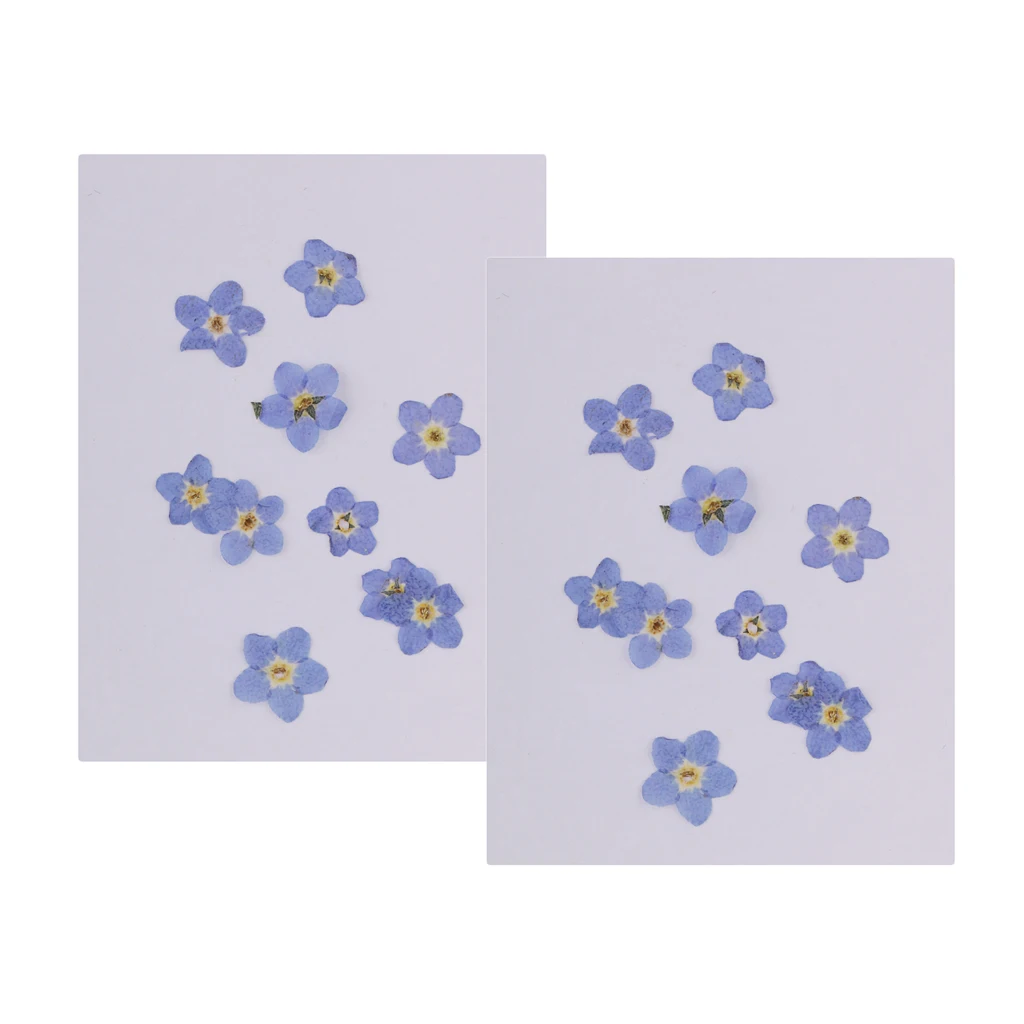 20 Pieces Pressed Natural Dried Flowers Forget Me Not For DIY Craft Scrapbooking Phone Case Decoration
20 Pieces Pressed Natural Dried Flowers Forget Me Not For DIY Craft Scrapbooking Phone Case Decoration