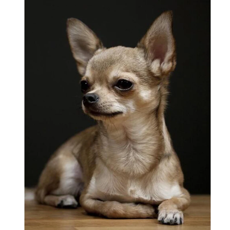 Full Round Diamond Embroidery Chihuahua,5D Diamond Painting,Dog Cute Pet Diamond Picture Of Rhinestones Home Decor
Full Round Diamond Embroidery Chihuahua,5D Diamond Painting,Dog Cute Pet Diamond Picture Of Rhinestones Home Decor