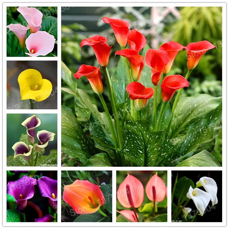 Hot Sale 200pcs/bag Calla Lily flores colorful flower plantas Calla plante Lily bonsai bonsai plant for home garden
Hot Sale 200pcs/bag Calla Lily flores colorful flower plantas Calla plante Lily bonsai bonsai plant for home garden