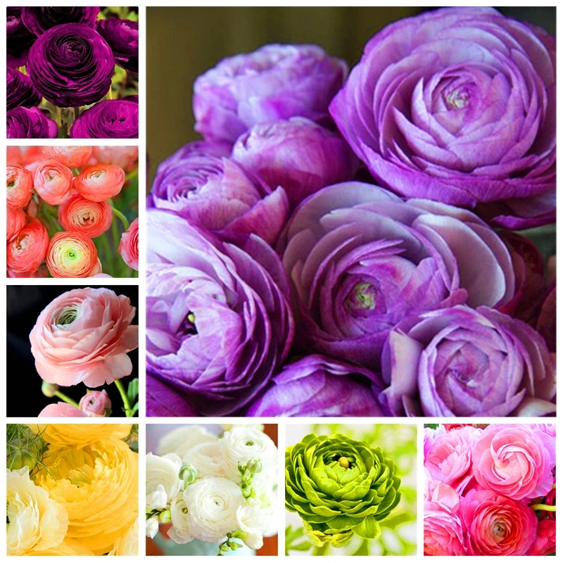20 Pcs Bonsai Ranunculus Flower Double Flap Ranunculus Asiaticus Garden Perennial Indoor Herbal Buttercup Plant(mao liang hua)
20 Pcs Bonsai Ranunculus Flower Double Flap Ranunculus Asiaticus Garden Perennial Indoor Herbal Buttercup Plant(mao liang hua)