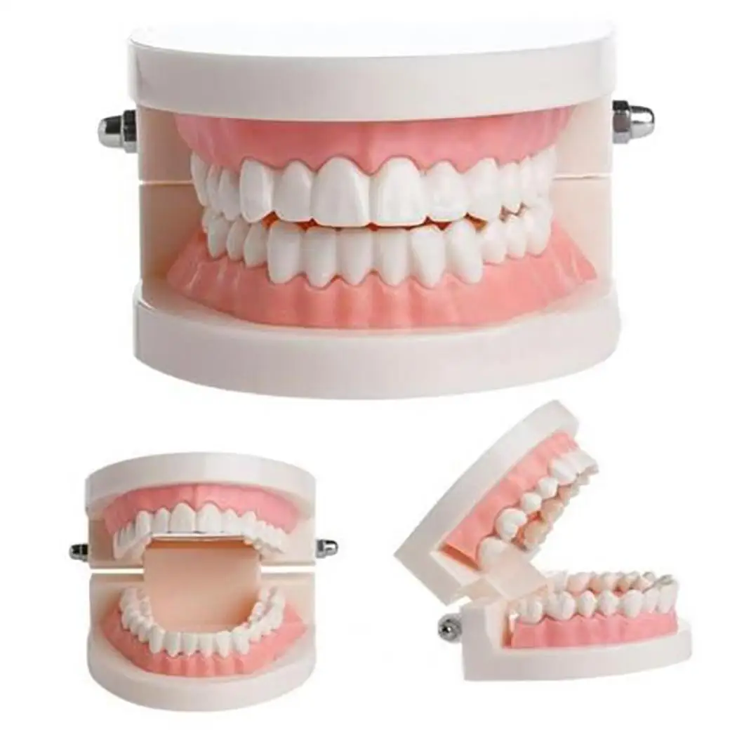Adult Tooth Model Dental Teaching Training Study Teach, etc Home, Hospital, etc Fashion Demonstration Tool
Adult Tooth Model Dental Teaching Training Study Teach, etc Home, Hospital, etc Fashion Demonstration Tool