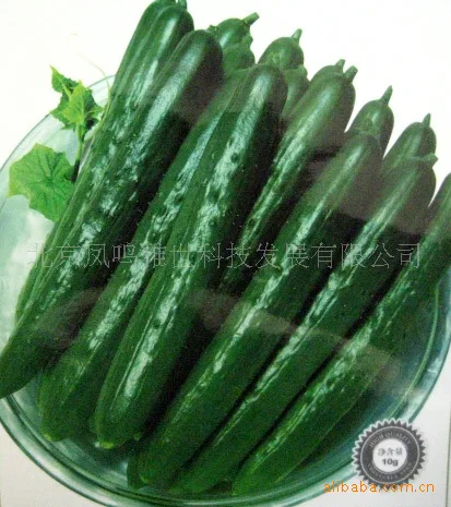 Burghardt cucumber bonsais , less thorn cucumber varieties - protected special 20pcs
Burghardt cucumber bonsais , less thorn cucumber varieties - protected special 20pcs