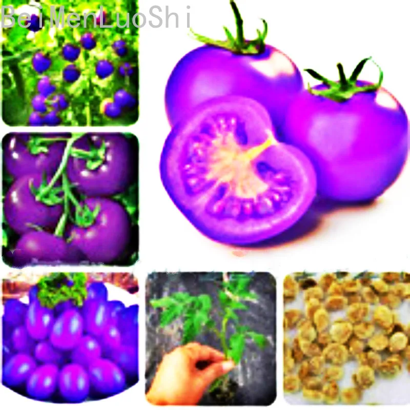 Purple Tomato Vegetable Gardening Plants Bonsai Tree Vegetables and Fruits on The Balcony 20pcs
Purple Tomato Vegetable Gardening Plants Bonsai Tree Vegetables and Fruits on The Balcony 20pcs