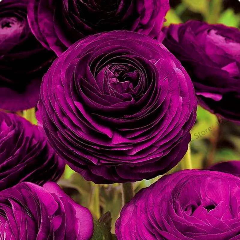 Big Sale!Persian Buttercup Plant (Mixed Colour) * 1 Packet 200 Bonsai * Ranunculus* Double Buttercup * Minimum Colourful Garden
Big Sale!Persian Buttercup Plant (Mixed Colour) * 1 Packet 200 Bonsai * Ranunculus* Double Buttercup * Minimum Colourful Garden