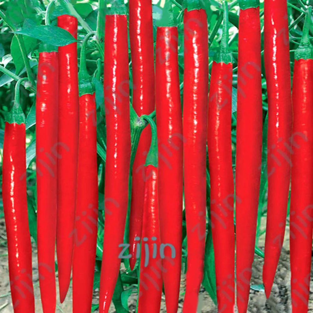 

200pcs/bag gaint long chili red pepper bonsai Healthy vegetable fruit bonsais for DIY home garden potted plants