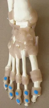 1:1 Life Size Adult Human Foot Joint Bone Ligament Muscle Coloring Model Adult Foot Bone Model Medical Teaching Skeleton Model
1:1 Life Size Adult Human Foot Joint Bone Ligament Muscle Coloring Model Adult Foot Bone Model Medical Teaching Skeleton Model