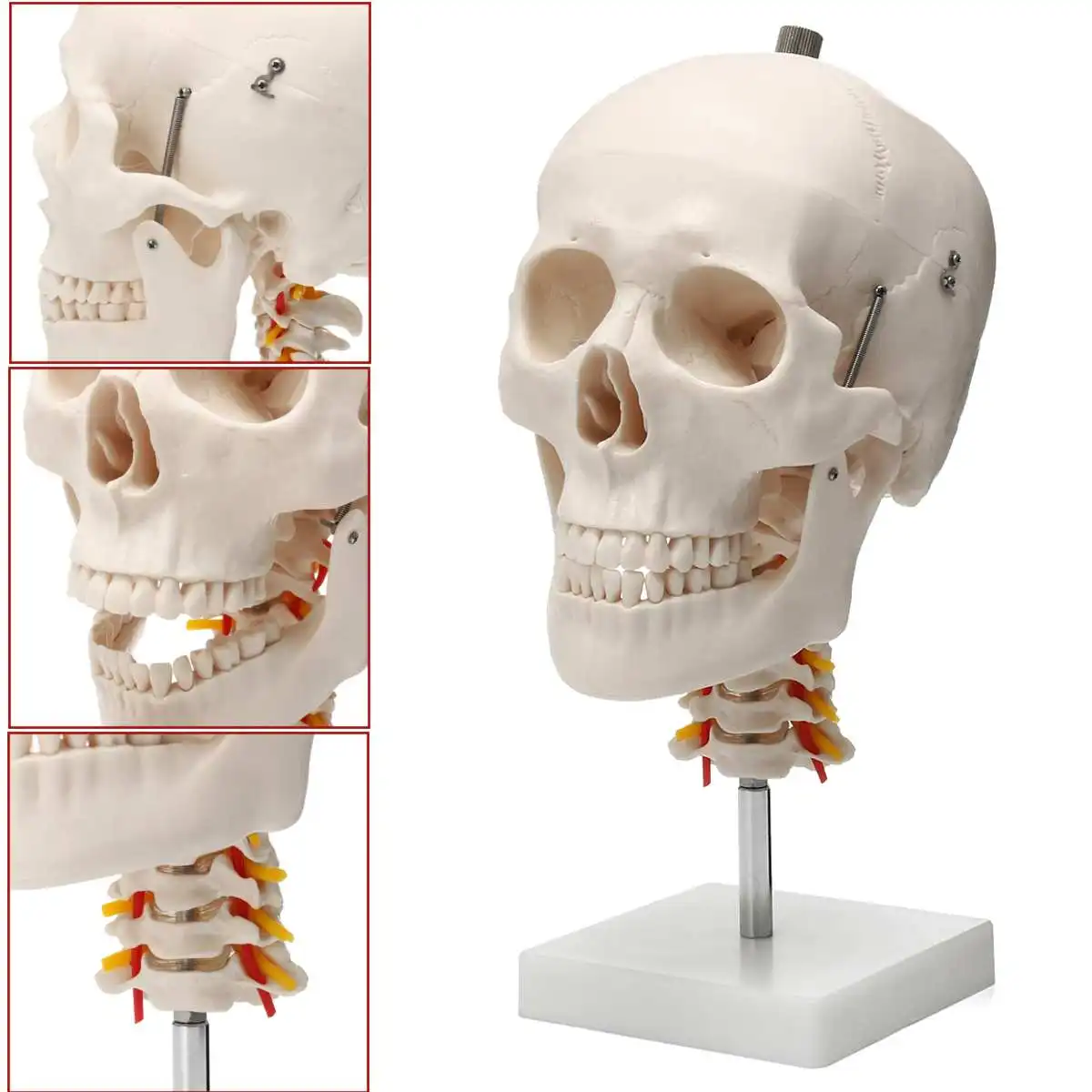 Человеческий череп анатомический для изучения анатомии модель шейного отдела