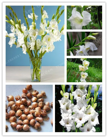 White Gladiolus Bulbs( Gladiolus Bonsai), DIY Aerobic Potted, Rare Gladiolus Bulbs,95% Germination-2 Bulbs
White Gladiolus Bulbs( Gladiolus Bonsai), DIY Aerobic Potted, Rare Gladiolus Bulbs,95% Germination-2 Bulbs