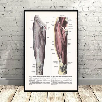 Print of Lymph Nodes Steampunk Illustration Art Canvas Poster Wall Pictures for Living Room No Frame
Print of Lymph Nodes Steampunk Illustration Art Canvas Poster Wall Pictures for Living Room No Frame