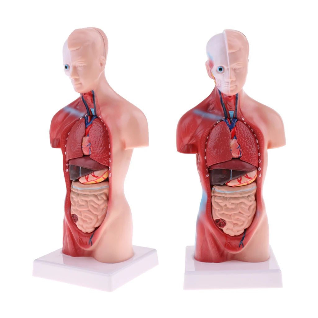 28cm Human Torso Male Viscera Heart Brain Skeleton Body Model Medical Study School Teaching Lab Supplies
28cm Human Torso Male Viscera Heart Brain Skeleton Body Model Medical Study School Teaching Lab Supplies