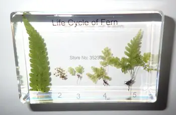 Life Cycle of Fern Set Golden Chicken Fern Real Plant Specimen Anatomical surgical traumatic pistols condoms medical instruments
Life Cycle of Fern Set Golden Chicken Fern Real Plant Specimen Anatomical surgical traumatic pistols condoms medical instruments