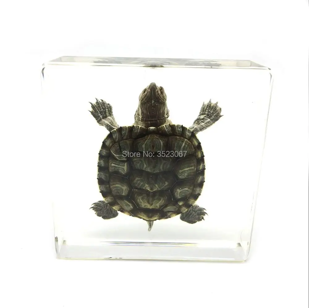 Farmed Turtle Insect Specime in Acrylic Scientific skeleton anatomy anatomical traumatic gun buy medical instruments paperweight
Farmed Turtle Insect Specime in Acrylic Scientific skeleton anatomy anatomical traumatic gun buy medical instruments paperweight
