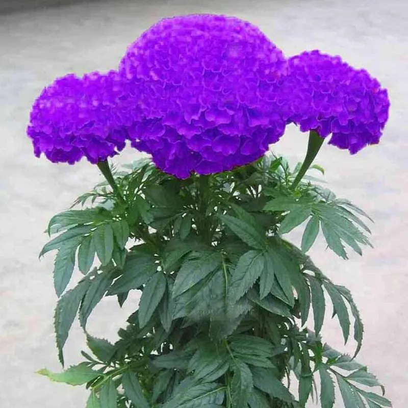bonsais Hot Sale Rare Purple Maidenhair bonsais Flower Potted Herb Garden Marigold Chrysanthemum bonsais 20pcs
bonsais Hot Sale Rare Purple Maidenhair bonsais Flower Potted Herb Garden Marigold Chrysanthemum bonsais 20pcs