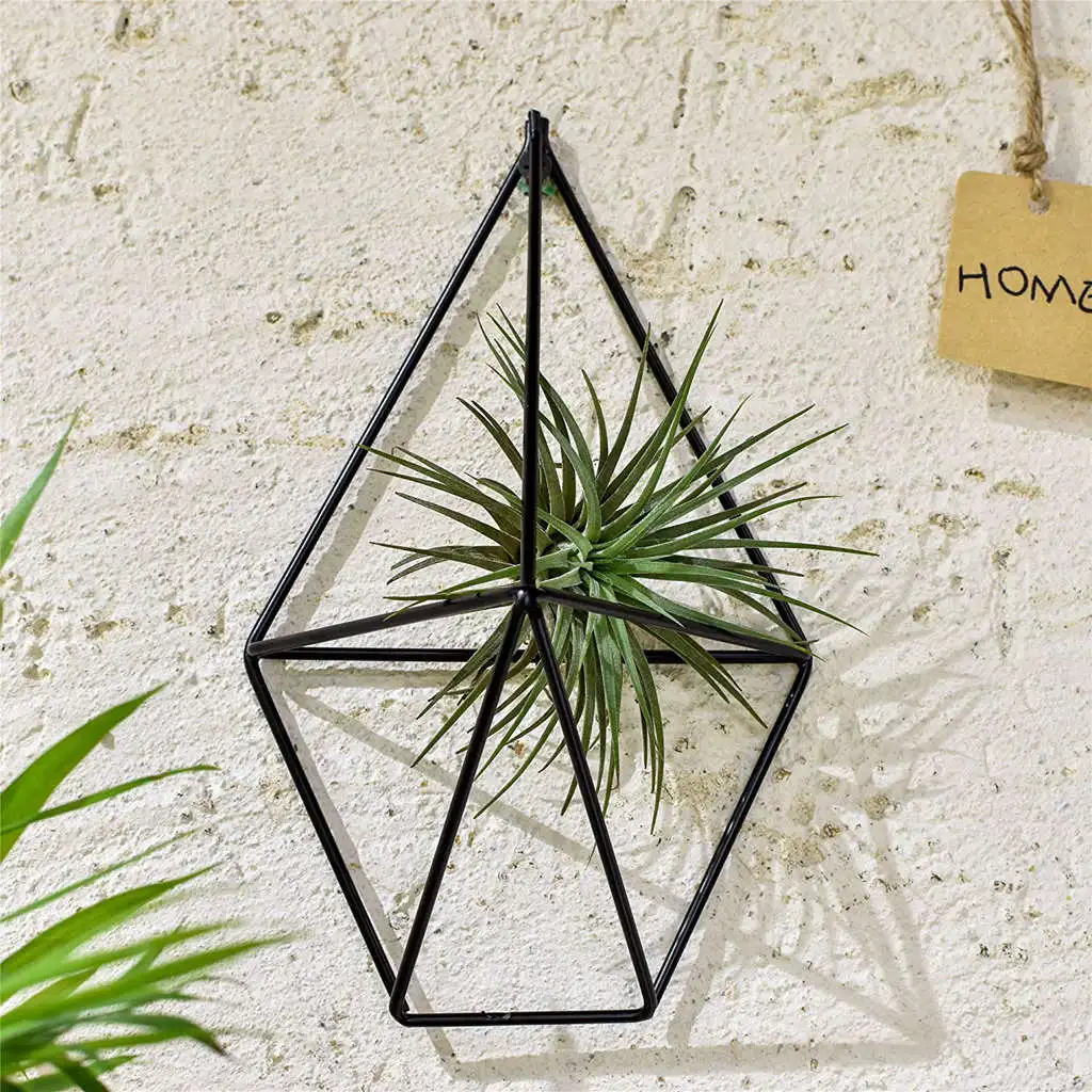 1 Pcs Rustic Wall Mount Hanging Irregular Pentagon Geometric iron Tillandsia Air Plants Holder Rack Black Wall Accent Decor
1 Pcs Rustic Wall Mount Hanging Irregular Pentagon Geometric iron Tillandsia Air Plants Holder Rack Black Wall Accent Decor