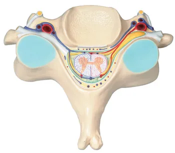 Fifth Section Human Cervical Spinal Cord Spinal Nerve Enlargement Anatomy of The Spinal Code Transection Cervical Vertebra Model
Fifth Section Human Cervical Spinal Cord Spinal Nerve Enlargement Anatomy of The Spinal Code Transection Cervical Vertebra Model