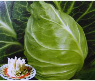 Japan Jinwa fruit green cabbage bonsai vegetable bonsai 100pcs
