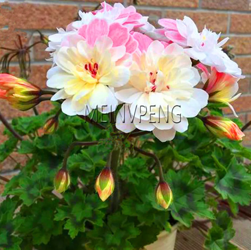 New Bonsai 2018!Geranium White Pink Double Flowers Plant, 100 pcs/pack, Pelargonium Strong Fragrant Garden Perennial,#9AD8EL
New Bonsai 2018!Geranium White Pink Double Flowers Plant, 100 pcs/pack, Pelargonium Strong Fragrant Garden Perennial,#9AD8EL