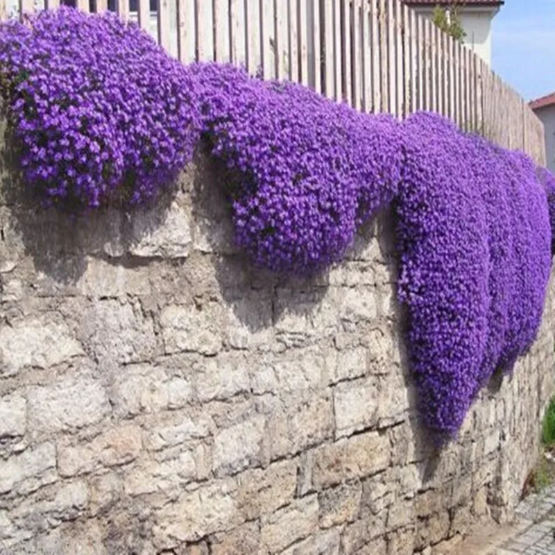 100pcs Rock Cress,Aubrieta Cascade Purple FLOWER bonsaiS,Deer Resistant Superb perennial ground cover home garden(yan shi qin)
100pcs Rock Cress,Aubrieta Cascade Purple FLOWER bonsaiS,Deer Resistant Superb perennial ground cover home garden(yan shi qin)