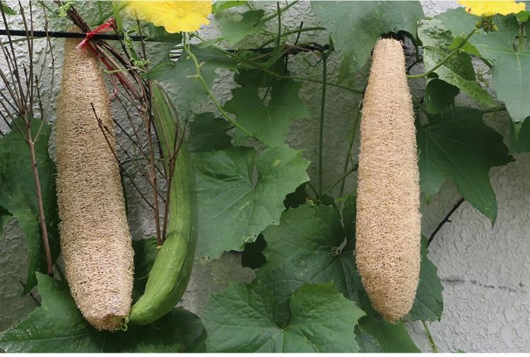Household Merchandises Natural Loofah Bath Body Shower Sponge Scrubber Pad Massage Brush Body Shower Sponge Scrubber
Household Merchandises Natural Loofah Bath Body Shower Sponge Scrubber Pad Massage Brush Body Shower Sponge Scrubber