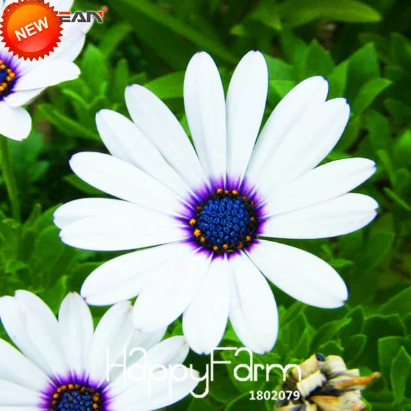 Hot Sale!White Osteospermum bonsai Potted Flowering Plants Blue Daisy Flower flores for Home Garden,50 plantas/Bag,#ED604P
Hot Sale!White Osteospermum bonsai Potted Flowering Plants Blue Daisy Flower flores for Home Garden,50 plantas/Bag,#ED604P