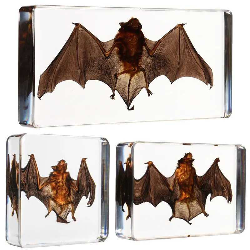 3 Size Acrylic Lucite Transparent Bat Specimens Animal Insect idermy Bat Amber Educational Teach Supply Biological Collection
3 Size Acrylic Lucite Transparent Bat Specimens Animal Insect idermy Bat Amber Educational Teach Supply Biological Collection