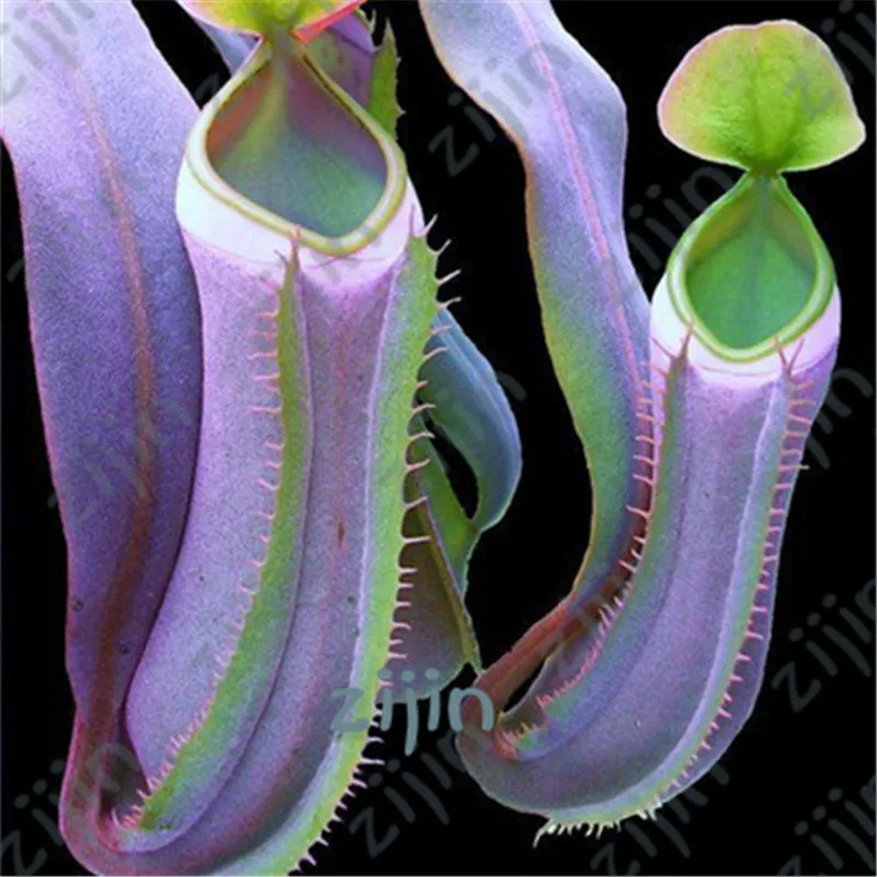 Big Promotion!!! 100Pcs Drosera Peltata Potted Plant Circular Sundew Carnivorous Plants Garden Venus Flytrap Bonsai Plant
Big Promotion!!! 100Pcs Drosera Peltata Potted Plant Circular Sundew Carnivorous Plants Garden Venus Flytrap Bonsai Plant
