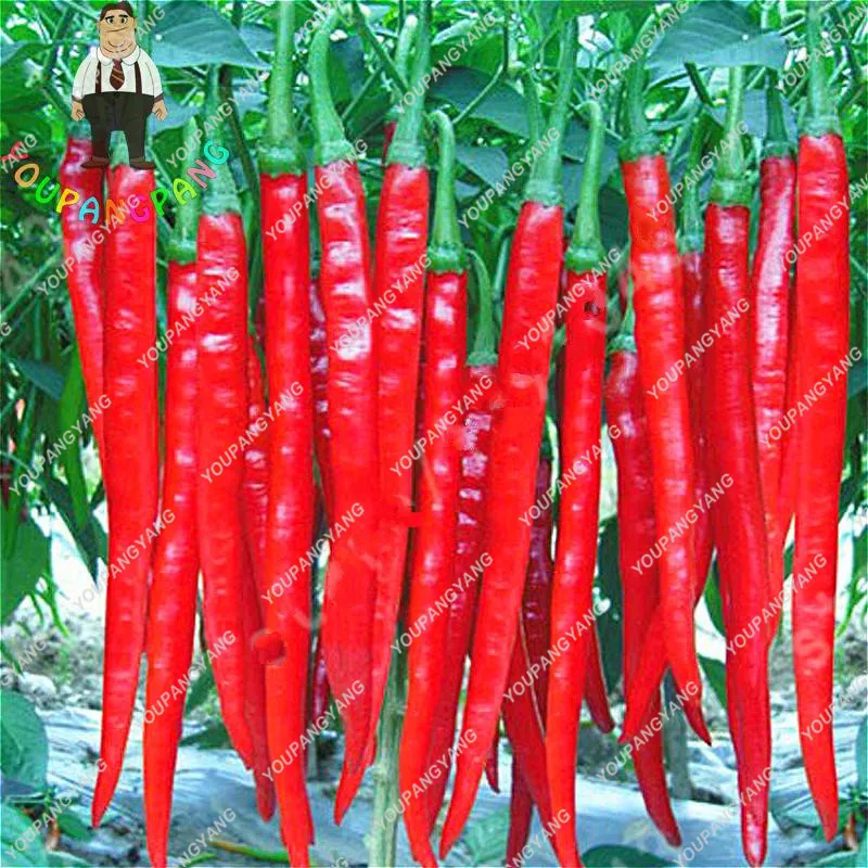 Big Promotion 100Pcs / Bag Long Hot Pepper bonsai Red Chilli Peppers Plants Fruit And Vegetable bonsai For Garden Bonsai Semente
Big Promotion 100Pcs / Bag Long Hot Pepper bonsai Red Chilli Peppers Plants Fruit And Vegetable bonsai For Garden Bonsai Semente
