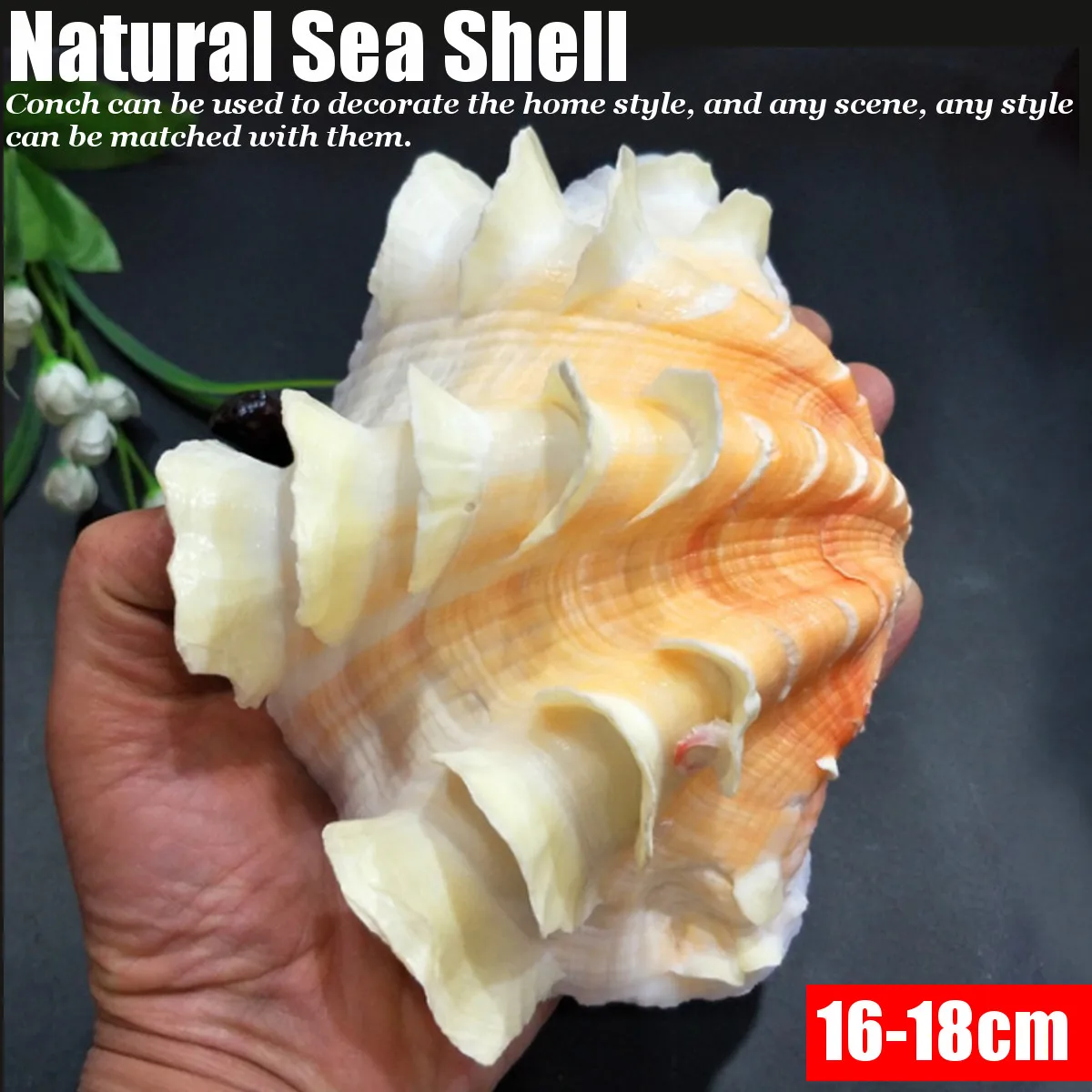 16-18cm Natural Sea Shell Conch Collectible Seashell Home Furnishing Marine Sea Decor Fish Tank Accessories Aquarium Decoration
16-18cm Natural Sea Shell Conch Collectible Seashell Home Furnishing Marine Sea Decor Fish Tank Accessories Aquarium Decoration